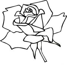 Rose 19